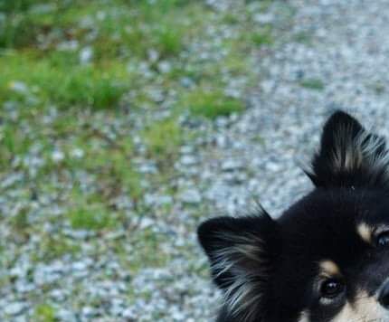 ...lapphunden har det aller gladeste ”smil”. Noe andre raser må misunne den.