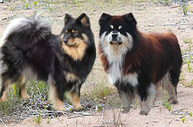 Tyyri og Mauno