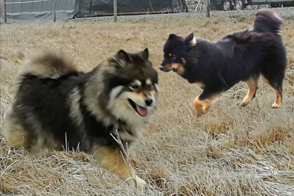 Balto og VilleNord