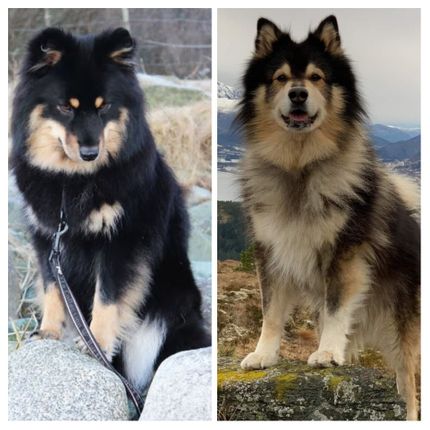 Maija og Tareq