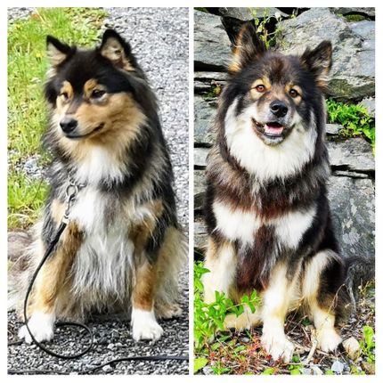 Troya og Felix